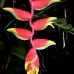 paradise_of_bird_walindi_kb_v_0027_png0042.jpg